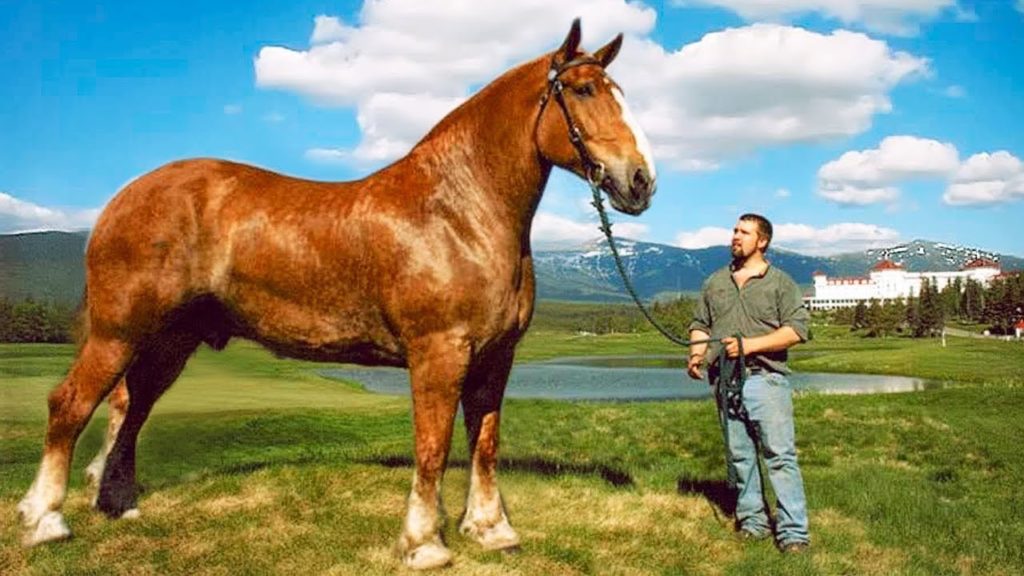Größtes Pferd Der Welt Guinness Buch