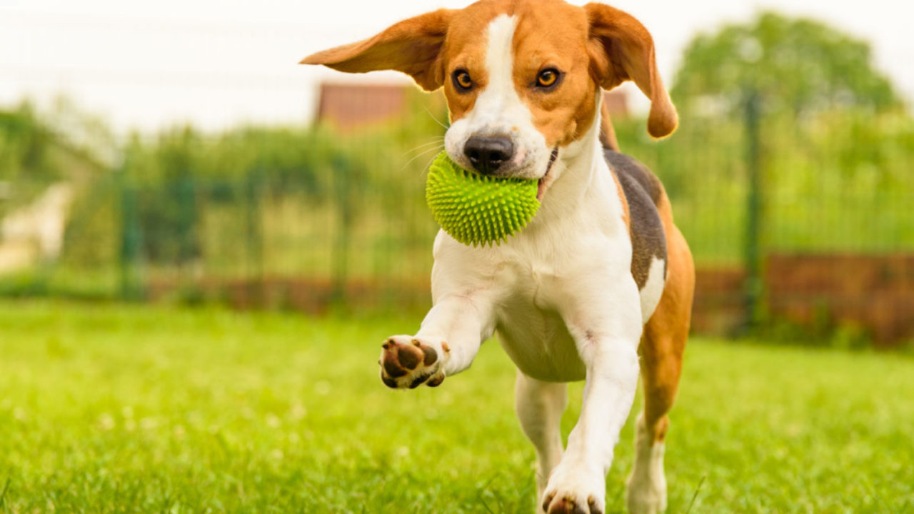 Warum Drehen Hunde Sich Im Kreis Bevor Sie Sich Hinlegen